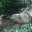Bebe Deux bébés rhinocéros de Java, espèce en voie d’extinction, repérés en Indonésie