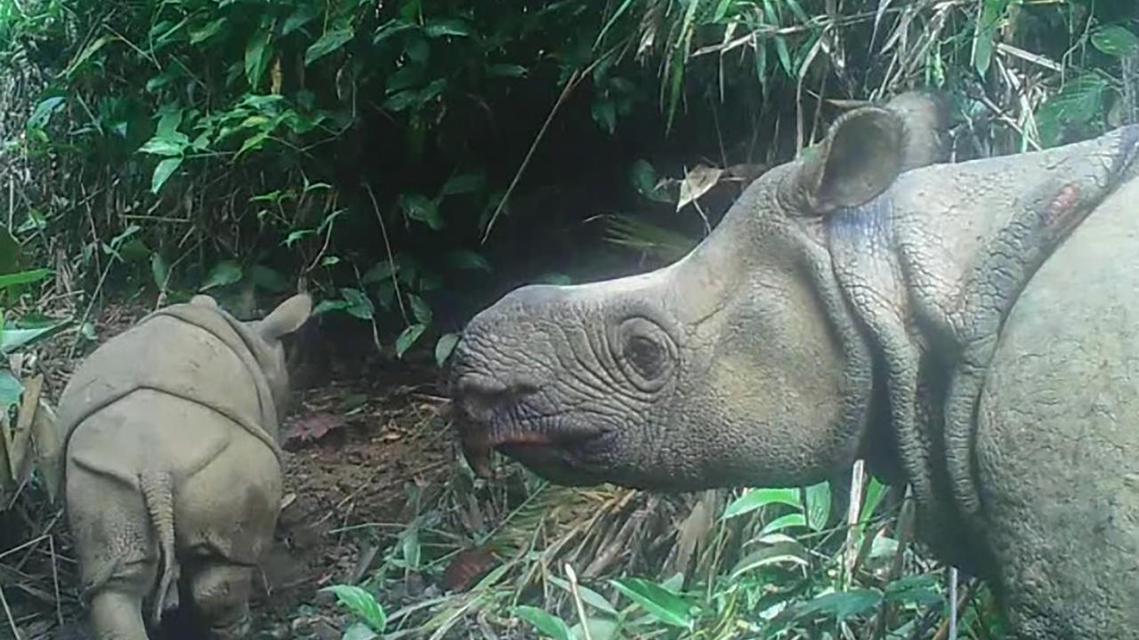 Bebe Deux bébés rhinocéros de Java, espèce en voie d’extinction, repérés en Indonésie