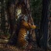 Animaux « L’étreinte » d’un tigre de Sibérie et autres magnifiques photos d’animaux sauvages