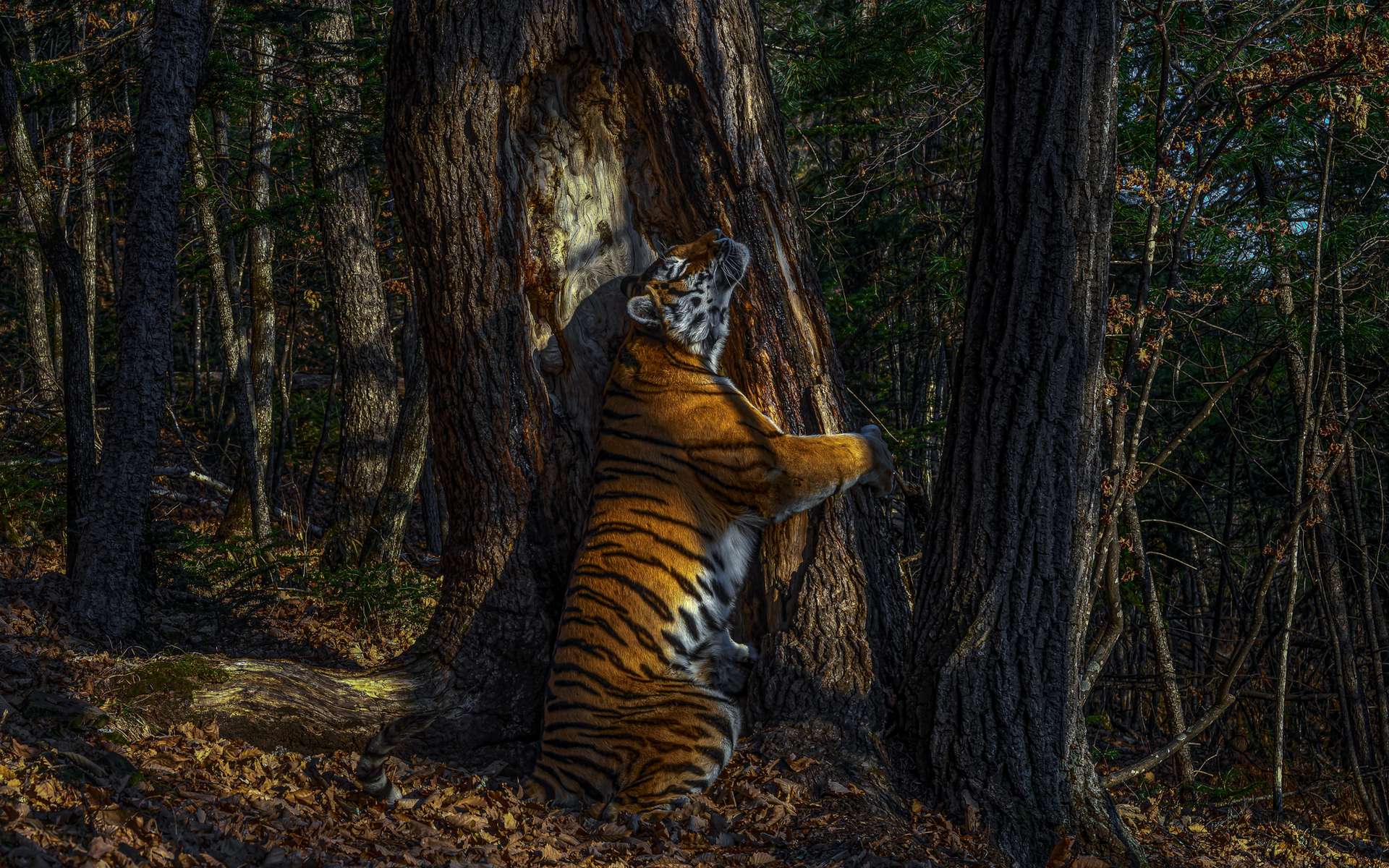 Animaux « L’étreinte » d’un tigre de Sibérie et autres magnifiques photos d’animaux sauvages