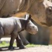Bebe Indonésie: Deux bébés rhinocéros de Java, espèce en voie d’extinction, repérés dans un parc naturel