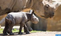 Bebe Indonésie: Deux bébés rhinocéros de Java, espèce en voie d’extinction, repérés dans un parc naturel