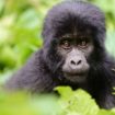 Bebe Vidéo : cette espèce presque éteinte de gorilles accueille un nouveau bébé