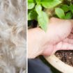 Maillot de bain Plantes d’intérieurs : 10 engrais naturels à faire soi-même