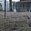 Animaux La grippe aviaire est en Belgique: contrôles, risques, symptômes, voici ce qu’il faut savoir si vous avez des volailles