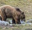 Maillot de bain L’ourse Sarousse tuée par un chasseur dans les Pyrénées
