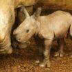 Bebe Loire-Atlantique : Naissance d’un bébé rhino blanc au zoo de la Boissière-du-doré
