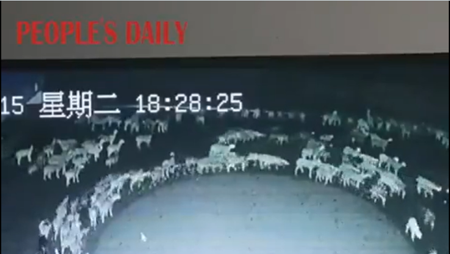 Jeux video VIDEO. Des moutons tournent mystérieusement en rond pendant 12 jours : signe d’apocalypse ou vraie maladie ? – ladepeche.fr