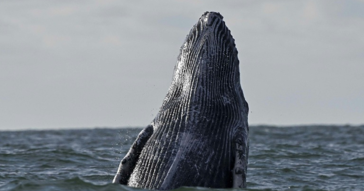 Maillot de bain Deep-sea mining noise pollution threatens whales: gape