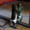 Musique Laughable Monkeys – Laughable Animal Movies Compilation of the Funniest Animals HD sur Orange Vidéos
