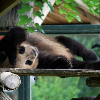 Bebe Yuan Meng, premier panda né en France, transféré en Chine ce mardi