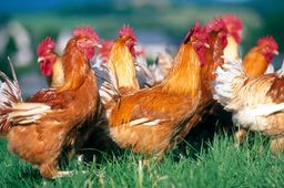 Ecole Produire de l’électricité verte avec des plumes de poulets, l’idée surprenante de chercheurs suisses et singapouriens