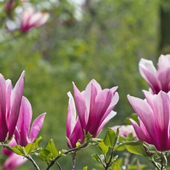Jardin Observation bien choisir et cultiver ses magnolias pour profiter de toute leur beauté? La réponse de notre spécialiste en vidéo