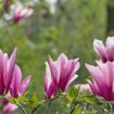 Jardin Comment bien choisir et cultiver ses magnolias pour profiter de toute leur beauté ? La réponse de notre spécialiste en vidéo