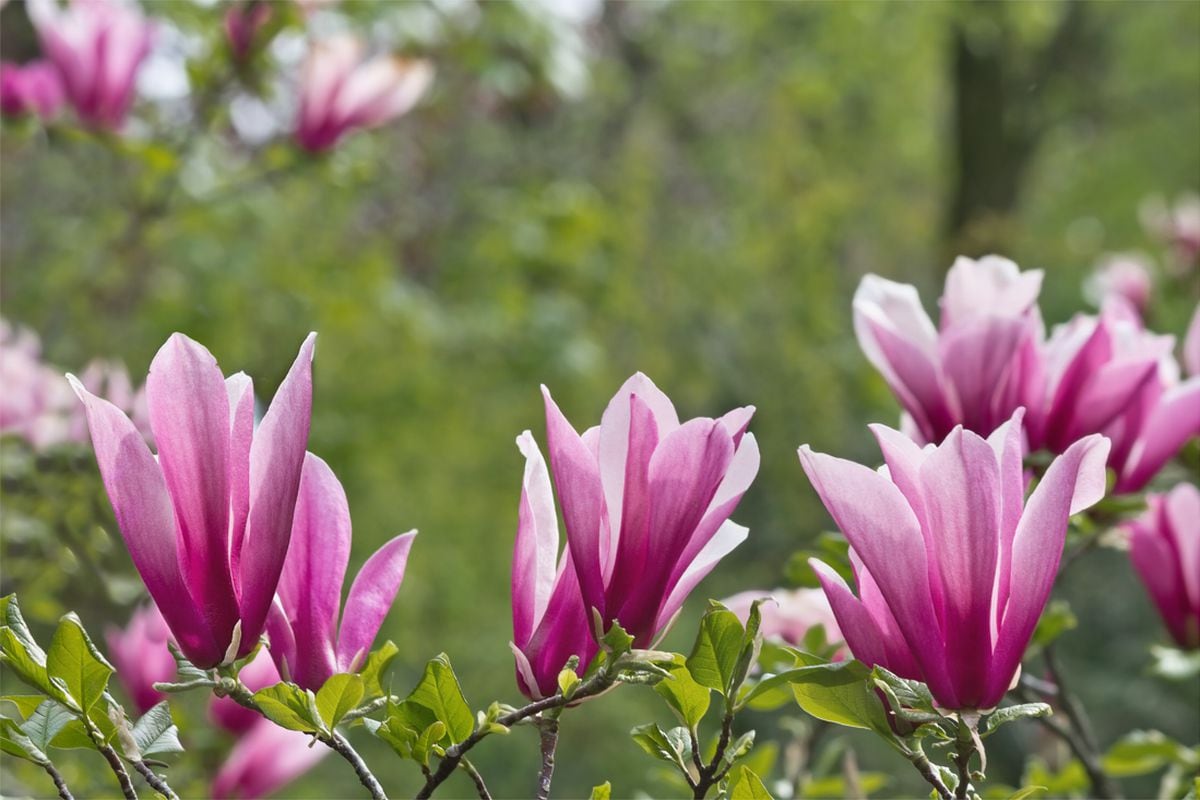 Jardin Comment bien choisir et cultiver ses magnolias pour profiter de toute leur beauté ? La réponse de notre spécialiste en vidéo