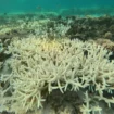Maillot de bain Global Coral Bleaching Disaster Pushed by Ocean Warmth- CNN