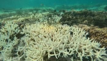 Maillot de bain Global Coral Bleaching Disaster Pushed by Ocean Warmth- CNN