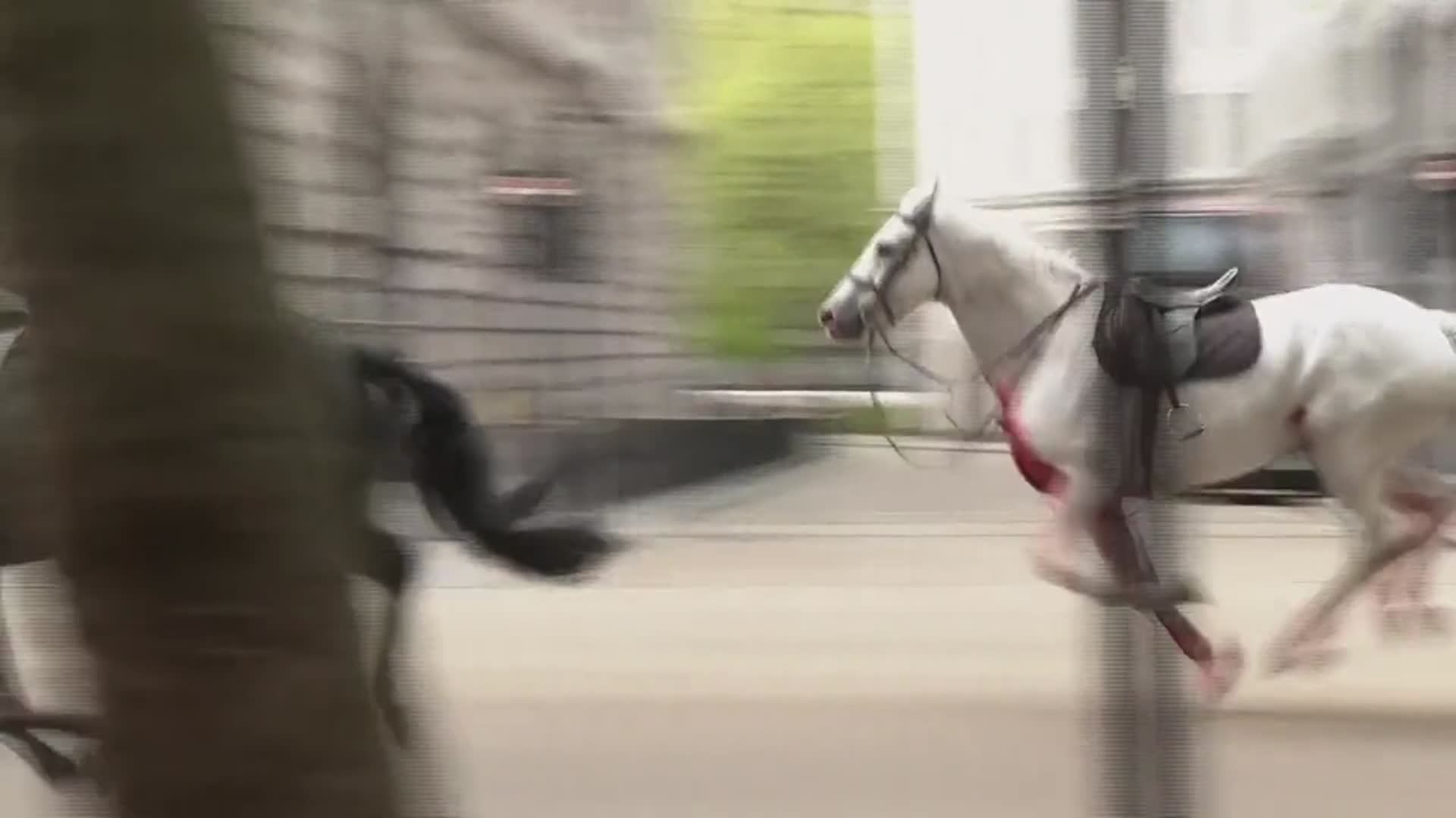 Animaux Des chevaux en cavale sèment la pagaille en plein centre de Londres