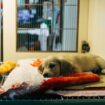 Animaux Drame dans une pension pour chiens de luxe : dix pensionnaires sont morts en une nuit