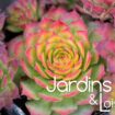Jardin Les joubarbes, des succulentes hyper faciles à cultiver et très décoratives