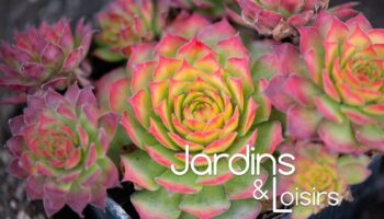 Jardin Les joubarbes, des succulentes hyper faciles à cultiver et très décoratives