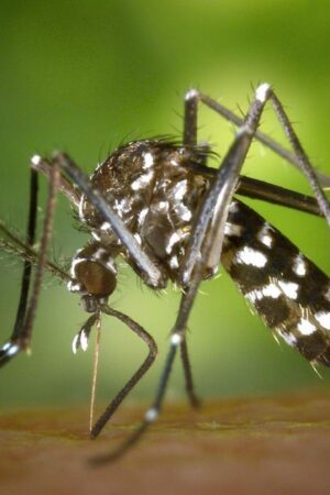 Jardin Des scientifiques à Ath pour débusquer les moustiques tigres dans les jardins – RTBF Actus