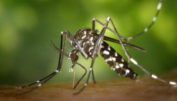 Jardin Des scientifiques à Ath pour débusquer les moustiques tigres dans les jardins – RTBF Actus
