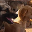 Animaux Les chiens errants sèment la terreur à Casablanca