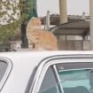 Jeux video Vidéo: Quand un chat se balade sur le toit d’une voiture à Casablanca !