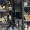 Animaux Des centaines de chiens et chats retrouvés dans un état désastreux à bord d’un van, certains étaient morts – ladepeche.fr