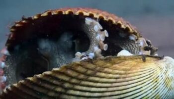 Animaux Secrets and ways of the Octopus Saison 1 – Legitimate Trailer (EN) sur Orange Vidéos