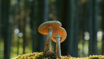 Animaux Le réchauffement climatique met en hazard la relation symbiotique des arbres avec les champignons